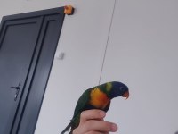Ele kola alışkın mükemmel renkli lori papağanı