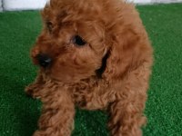 Toy poodle yavrularımız