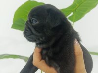 Dişi pug mops bebekler