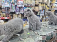 Dünya tatlısı çok çok özel scottish fold bebekler