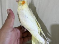 53 GÜNLÜK EVCİL LUTİNO BEBEK SULTAN PAPAĞANI