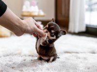 Three color wc eğitimli longhair chihuahua