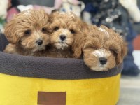 Petmode köpek çiftliğinden tea cup maltipoo