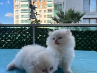 ASİL SCOTTİSH STRAİGHT PRENS- LONGHAİR