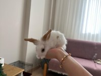 Lop teddy tavşan