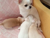 Şivava (chihuahua) yavrusu