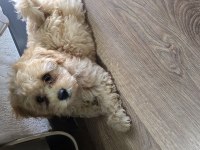 Maltipoo 2 aylık dişi ve erkek