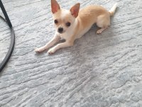 Teacup Chihuahua
