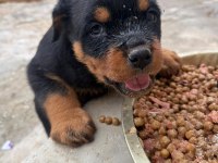 Son 3 erkek koca kafa rottweiler yavrular