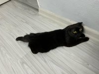 Siyah Scottish Fold Kızımıza Yuva Arıyoruz