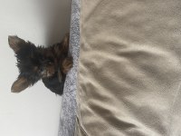 Safkan Minik prenses minik prens yorkshire terrier
