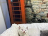 British Shorthair Güzellikleri @petclubadanaa