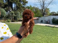 Kore toy poodle bebeklerimiz