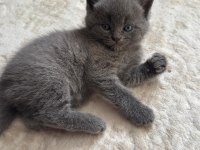 6 Mart Doğumlu British Shorthair Yavrular 2 Adet