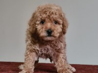 Erkek Apricot Toy Poodle Bebekler