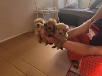 Yok Böyle Kalite Maltipoo Minişler