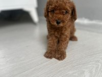 A kalite ırk sağlık garantili Toy Poodle yavrular