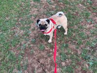 Pug damızlık dişi erkek