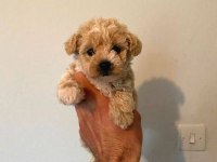 Mükemmel kalite maltipoo bebekler