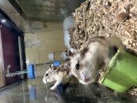 Gonzales Hamster hepsi dişi