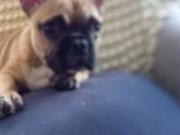 3 aylık yavru french bulldog konuşulur