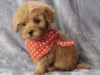 Muhteşem Anatomili Maltipoo Bebeklerimiz!