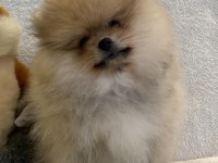 Orange pomeranian boo