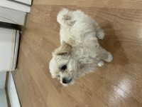 2 aylık dişi maltipoo