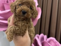 Toy poodle köpeğimiz
