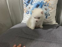 Pomeranian erkek bebek