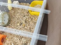 Kayseri Gonzales hamster