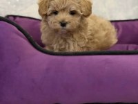 Kore maltipoo yavrular