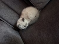 British shorthair mükemmel tüylere sahip