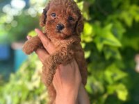 Toy poodle yavrularımız ruhsatlı çiftliğimizden