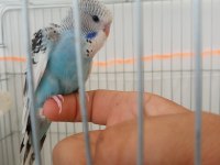 Jumbo yavru muhabbet kuşu