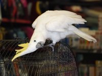 Full evcıl sülfür kakadu papağanı