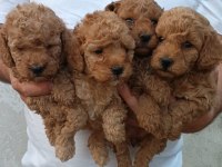 Kaliteli Toy Poodle Yavrular Renkler Mevcut