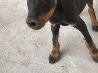 Sahiplendirme doberman