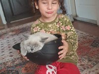Kedime eş arıyorum aynı cins olmasını istiyorum