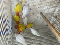 Cennet papağanı üretim lutino albino çiftler