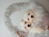 Maltese terrier yavruları