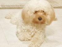 Cavapoo erkek