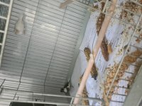 Tepeli bengal ispinozu