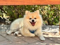 KÖPEĞİMİZ KUKİ İÇİN ÖMÜRLÜK YUVASINI ARIYORUZ