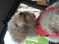 Maltipoo kızımızı sahiplendiriyoruz
