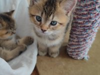3 Aylık British Shorthair Erkek Black Gold