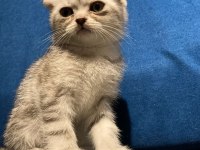 Silver British shorthair yavrular