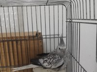 5 adet sultan çift katlı kafes ve eşyalarıyla