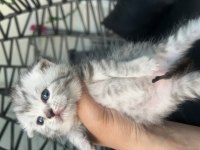Rezerveye müsait bebek kediler