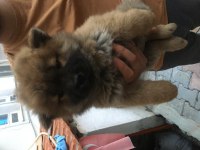 2 aylık çin aslanı yavruları ve anne
